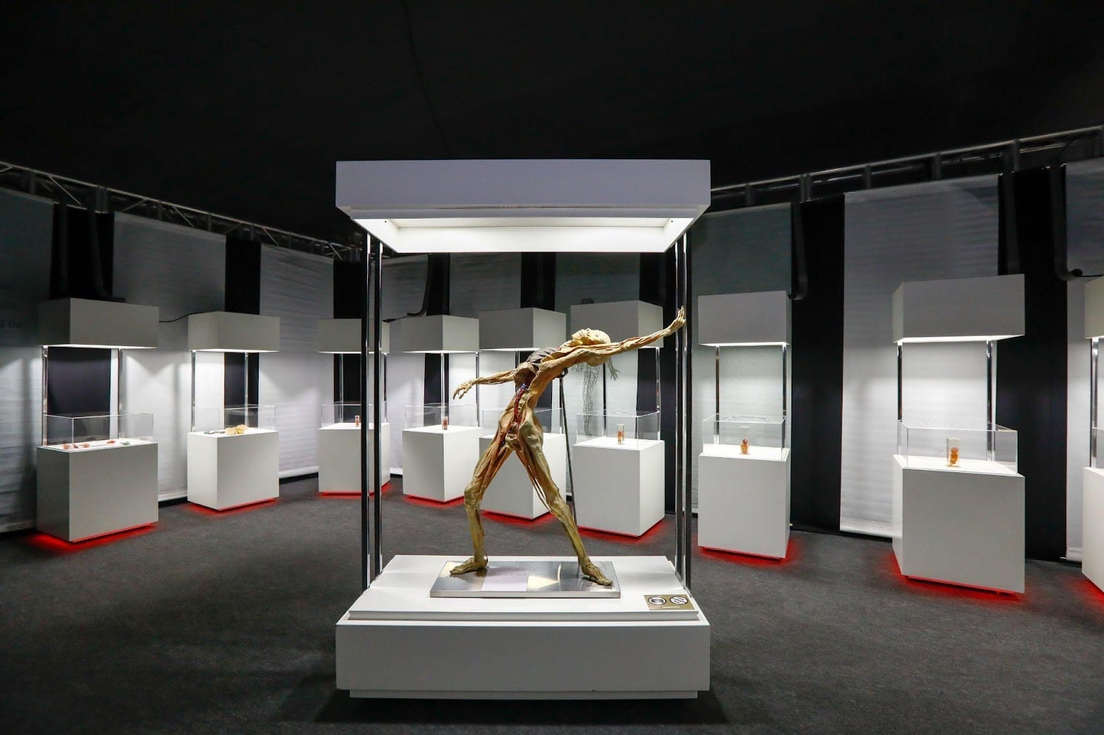Exposição Internacional Human Bodies – Maravilhas do Corpo Humano” – retorna a Florianópolis com acervo inédito.